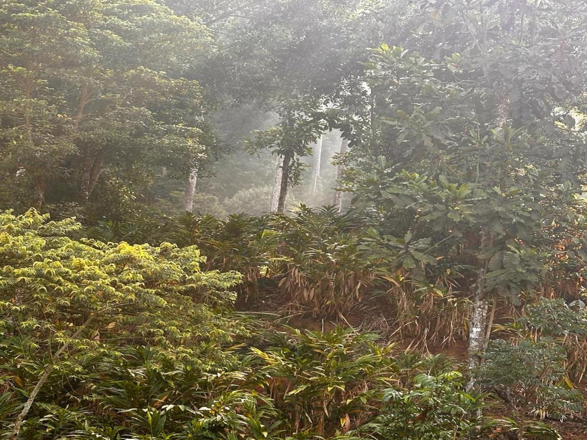 Falling Waters Munnar Exterior foto